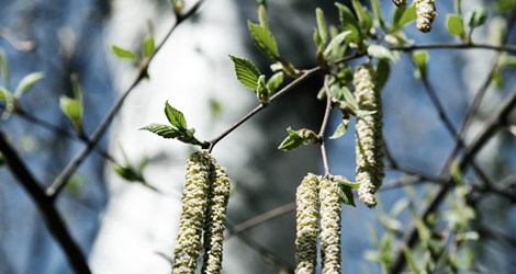 Astma og allergi